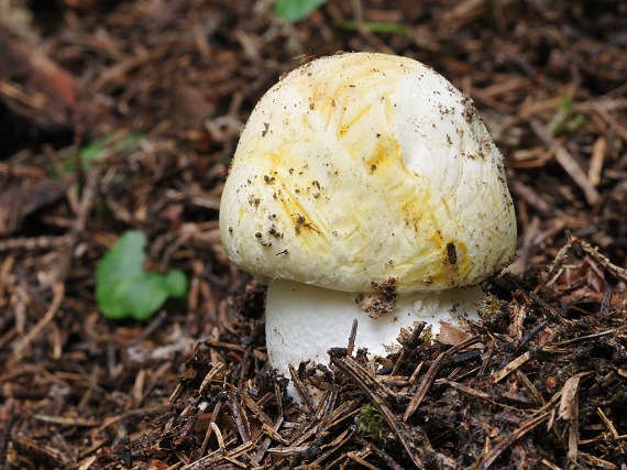 pečiarka ovčia? Agaricus arvensis Schaeff.