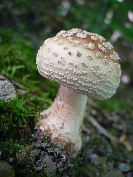 muchotrávka červenkastá Amanita rubescens Pers.