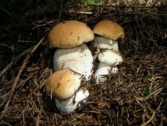 hríb smrekový Boletus edulis Bull.