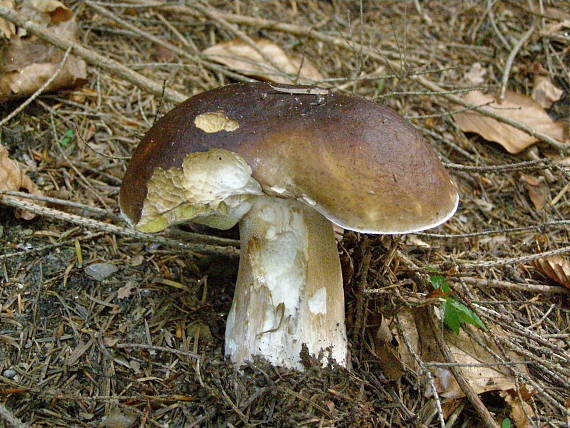 hríb smrekový Boletus edulis Bull.