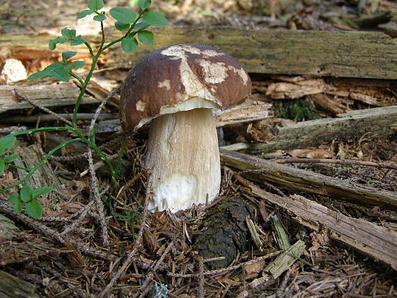 hríb smrekový Boletus edulis Bull.