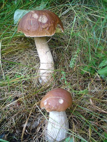 hríb smrekový Boletus edulis Bull.