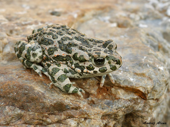 ropucha zelená Bufo viridis