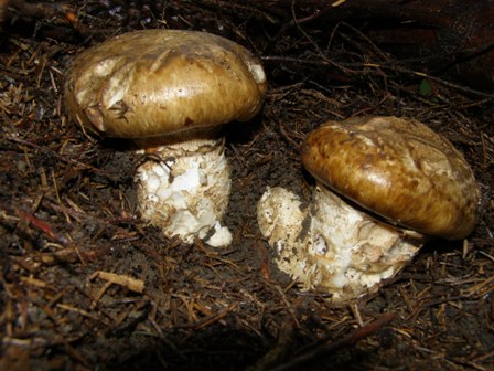 náramkovka cisárska Catathelasma imperiale (P. Karst.) Singer