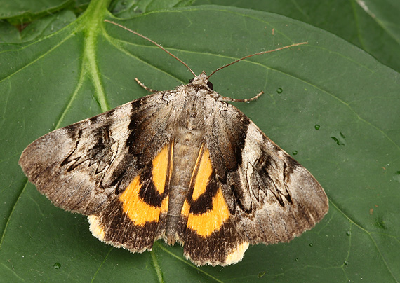 stužkavec slivkový Catocala fulminea