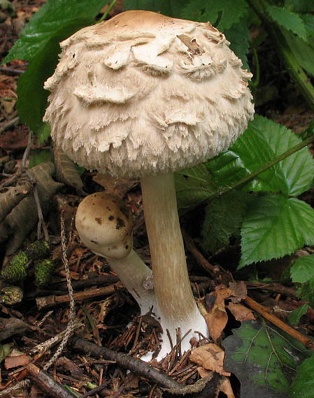 bedľa červenajúca Chlorophyllum rachodes (Vittad.) Vellinga