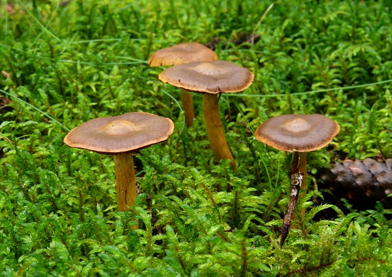 pavučinovec   Cortinarius sp.