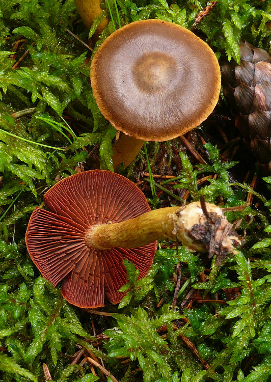 pavučinovec   Cortinarius sp.