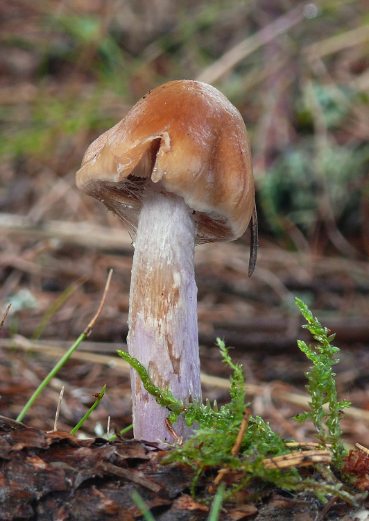 pavučinovec Cortinarius sp.