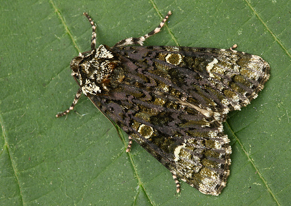 mramorovka vtáčizobová Craniophora ligustri