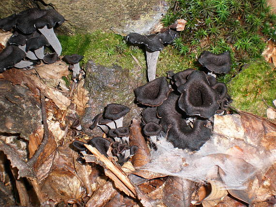 lievik trúbkovitý Craterellus cornucopioides (L.) Pers.