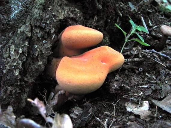 pečeňovec dubový Fistulina hepatica (Schaeff.) With.