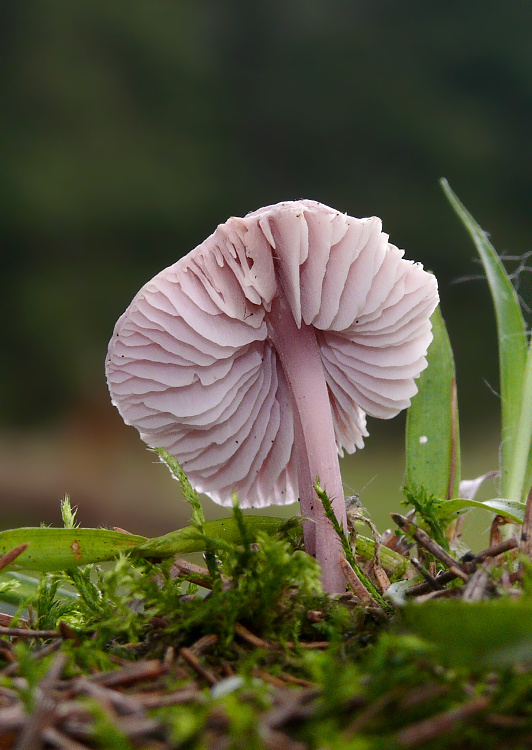 prilbička reďkovková Mycena pura (Pers.) P. Kumm.