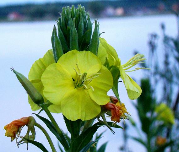 pupalka dvojročná Oenothera biennis L.