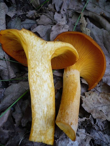 kališník hnedooranžový Omphalotus olearius (DC.) Singer