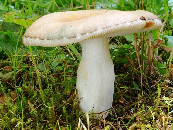 plávka Russula sp.