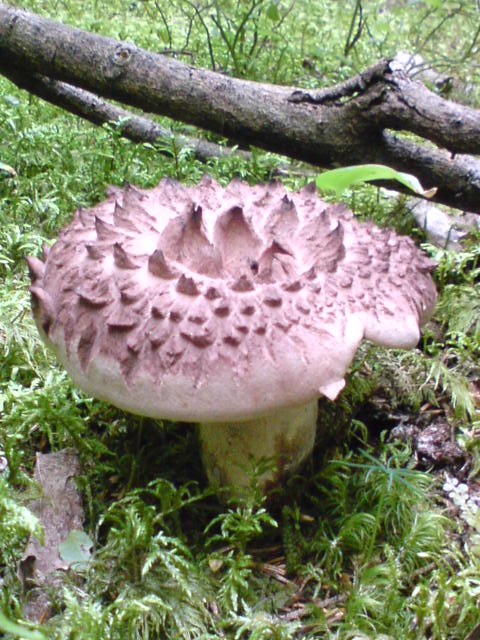 jelenkovec škridlicovitý  Sarcodon imbricatus (L.) P. Karst.