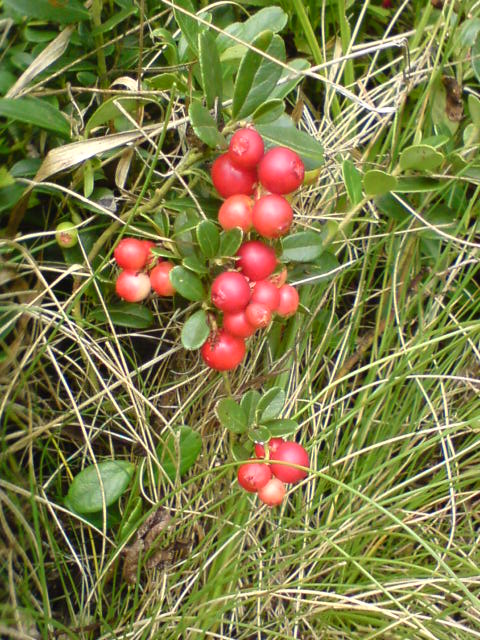 brusnica pravá Vaccinium vitis-idaea L.