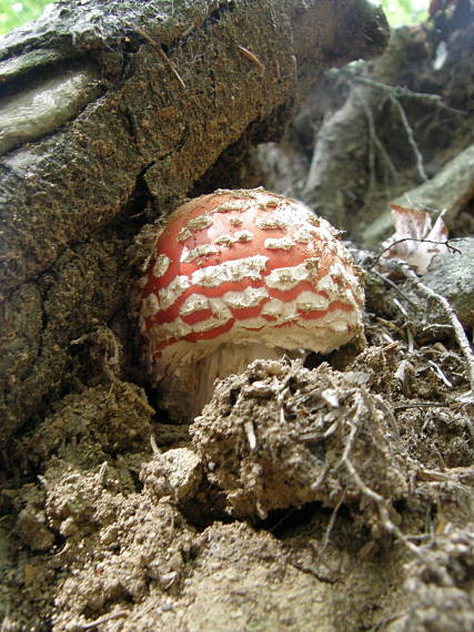 muchotrávka cervena Amanita sp.