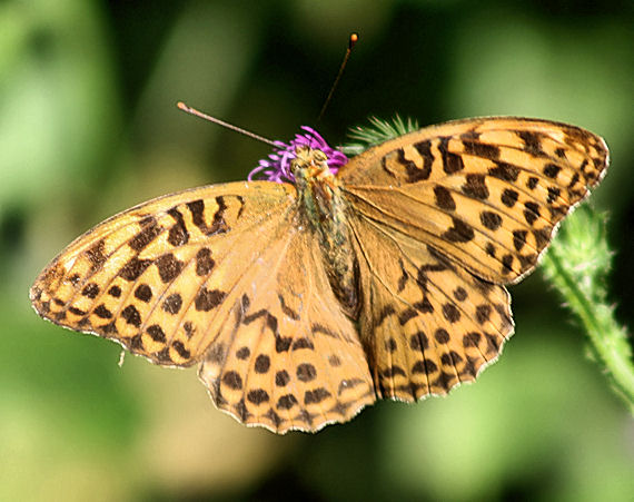 perlovec striebristopásavý Argynnis paphia