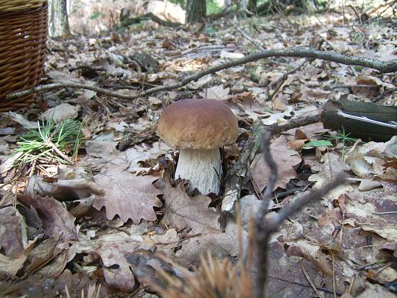 hríb smrekový Boletus edulis Bull.