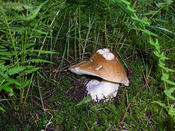 smejko pod papraďou Boletus edulis Bull.