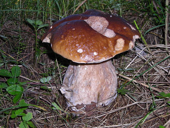 po dáždi Boletus edulis Bull.