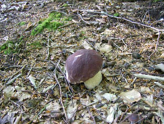 hríb sosnový Boletus pinophilus Pil. et Dermek in Pil.