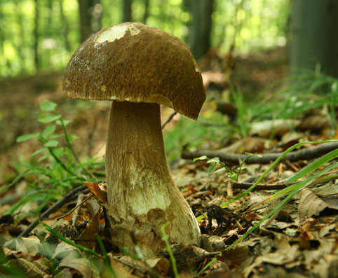 hríb dubový Boletus reticulatus Schaeff.