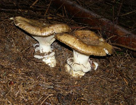 náramkovka cisárska Catathelasma imperiale (P. Karst.) Singer