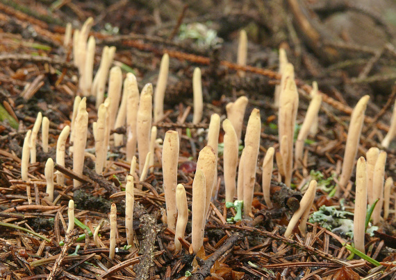 kyjak jazykovitý Clavariadelphus ligula (Schaeff.) Donk