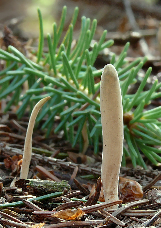 kyjak jazykovitý Clavariadelphus ligula (Schaeff.) Donk