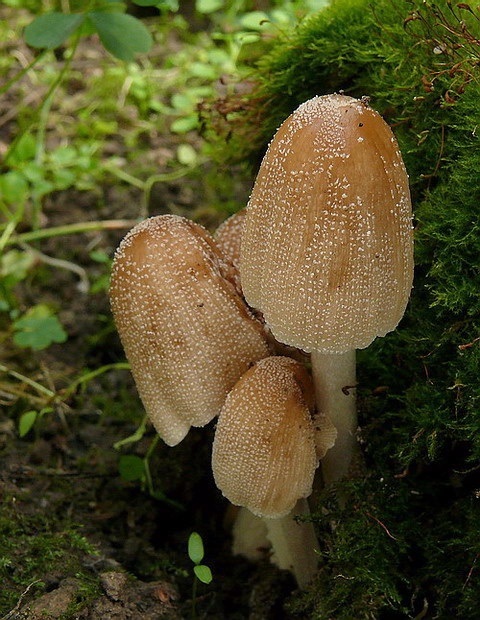 hnojník Coprinus sp.