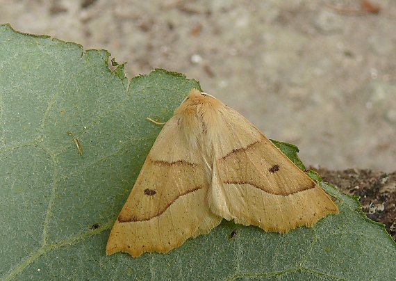 listnatka lesná Crocallis elinguaria