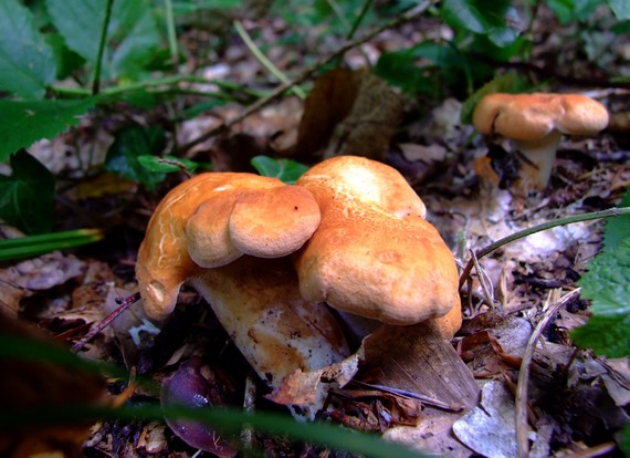 jelenka poprehýbaná Hydnum repandum L.