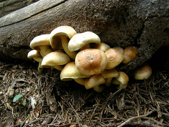 strapcovka Hypholoma sp. ?