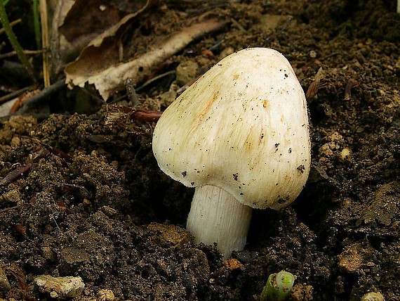 vláknica Patouillardova Inosperma erubescens (A. Blytt) Matheny & Esteve-Rav.