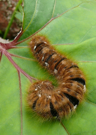 priadkovec dubový Lasiocampa quercus