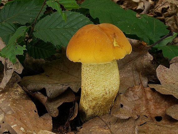 kozák žltopórový Leccinellum crocipodium (Letell.) Della Maggiora & Trassinelli