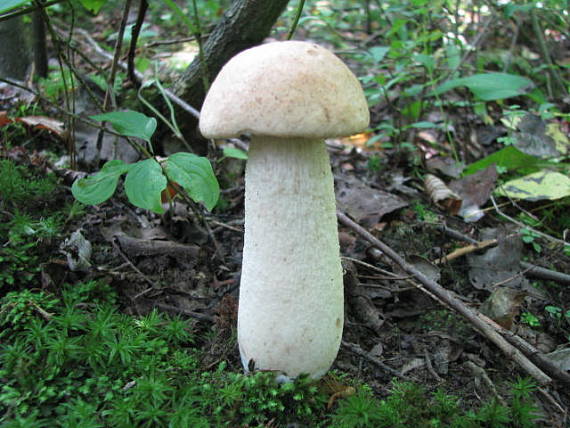 kozák  Leccinum sp.