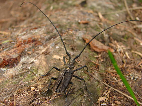 vrzúnik pralesový - samec Monochamus sartor   Cerambycidae