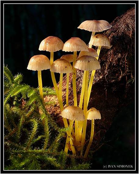 mYCENY. Mycena renati Quél.