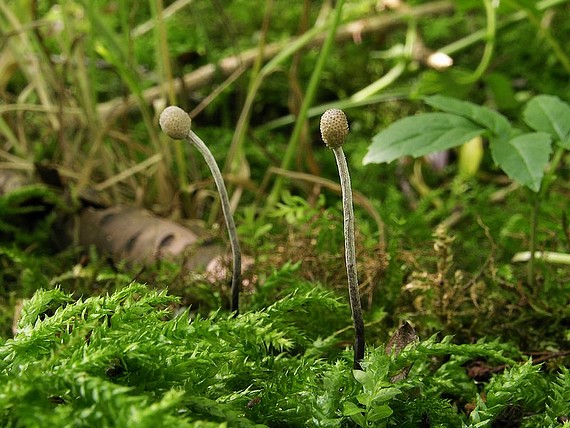 žezlovka bystrušková - Housenice střevlíková Ophiocordyceps entomorrhiza (Dicks.) G.H. Sung, J.M. Sung, Hywel-Jones & Spatafora