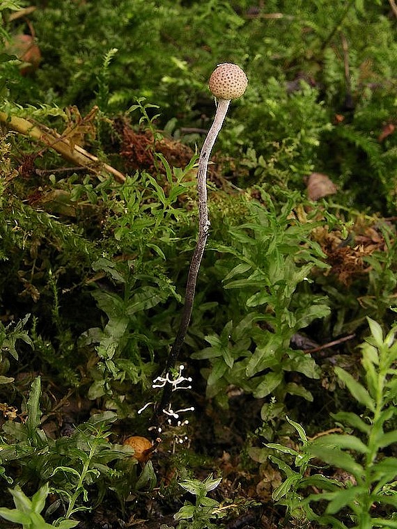 žezlovka bystrušková Ophiocordyceps entomorrhiza (Dicks.) G.H. Sung, J.M. Sung, Hywel-Jones & Spatafora
