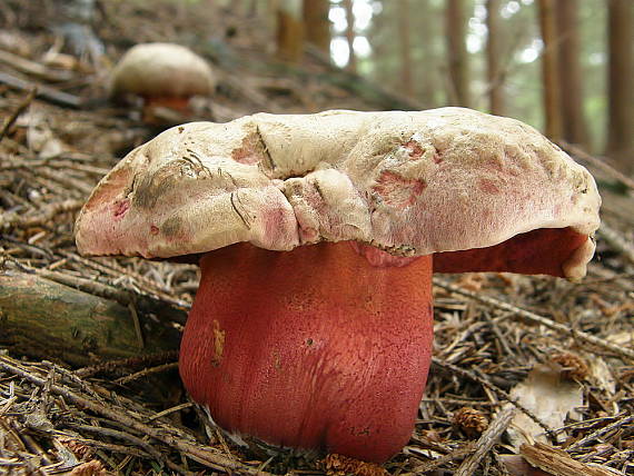 hríb úhľadný horský Rubroboletus rubrosanguineus (Cheype) Kuan Zhao & Zhu L. Yang