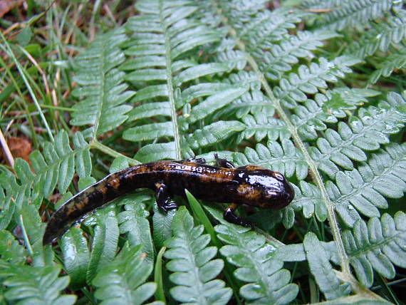 salamandra škvrnitá Salamandra salamandra