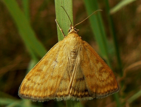 vijačka lobodová Sitochroa verticalis