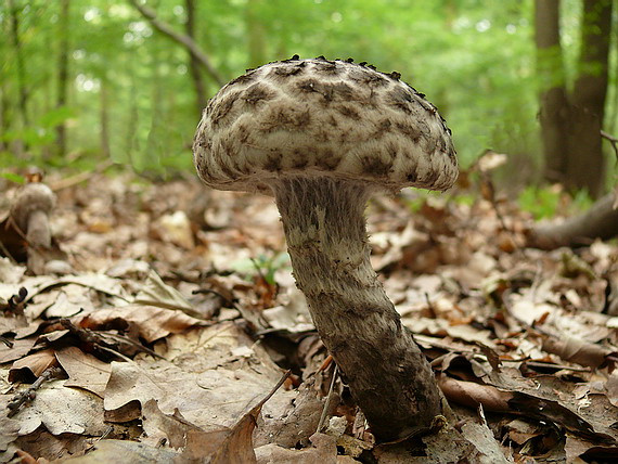 šiškovec šupinatý Strobilomyces strobilaceus (Scop.) Berk.