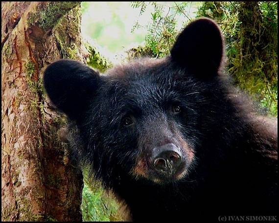 z OCI DO OCI. Ursus americanus.