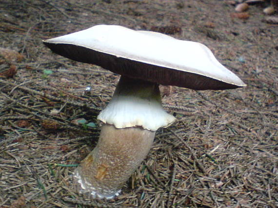 pečiarka Agaricus